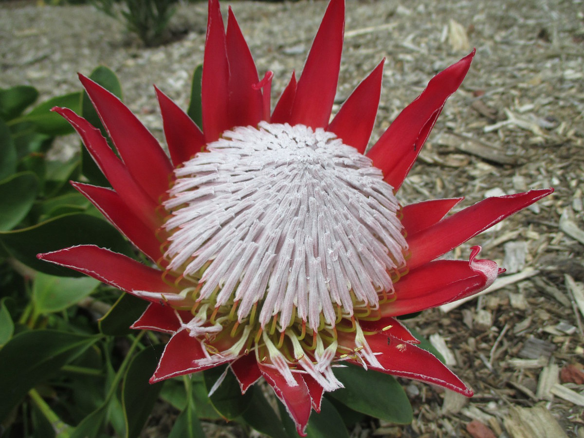 Image of Protea cynaroides specimen.