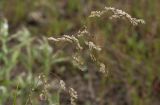 Poa neosachalinensis. Соцветие. Сахалинская обл., Охинский р-н; п-в Шмидта, бассейн р. Пильво, заросшая грунтовая дорога. 14.07.2017.