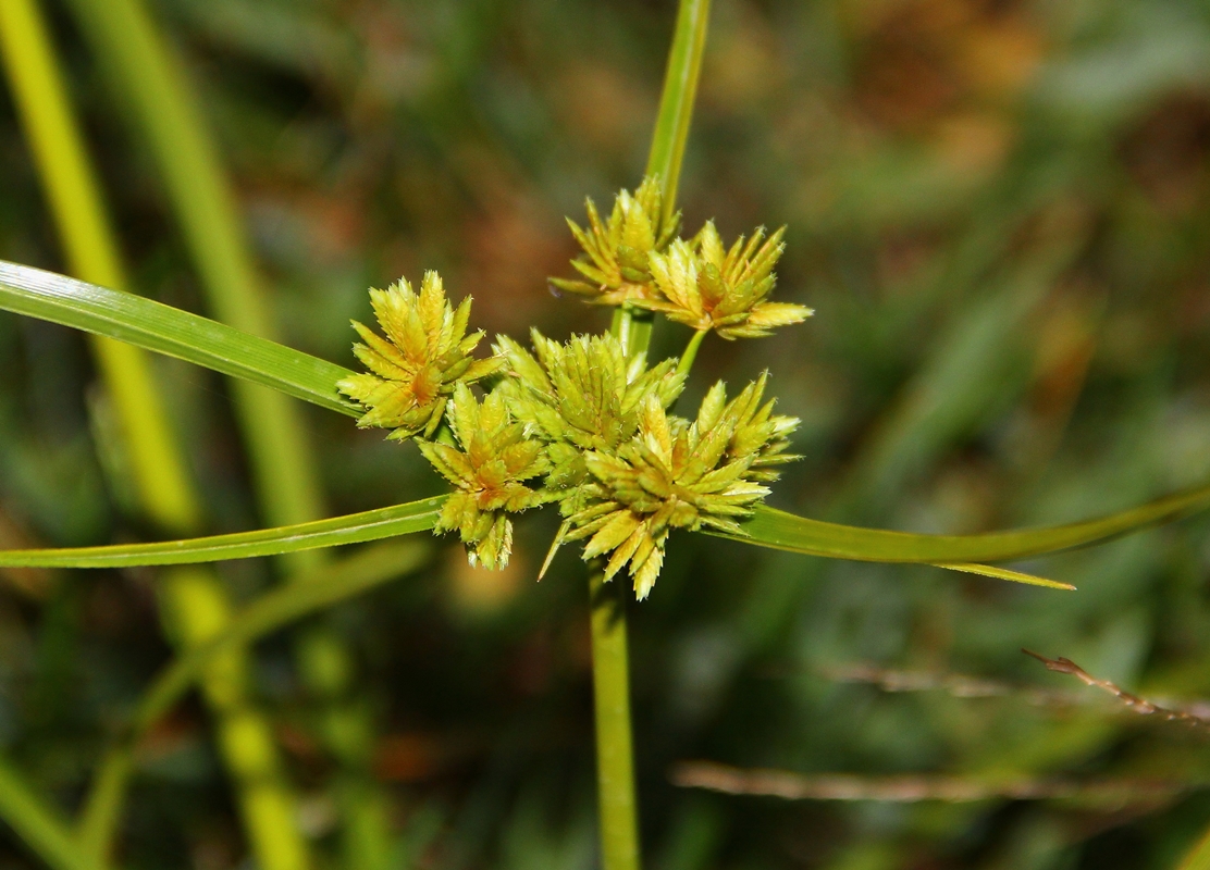 Изображение особи Cyperus eragrostis.