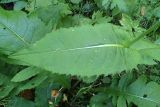 Cirsium oleraceum