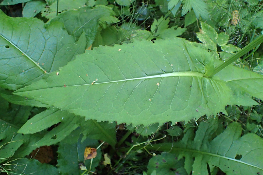 Изображение особи Cirsium oleraceum.