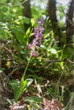 Orchis mascula