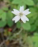 Gastrolychnis pauciflora