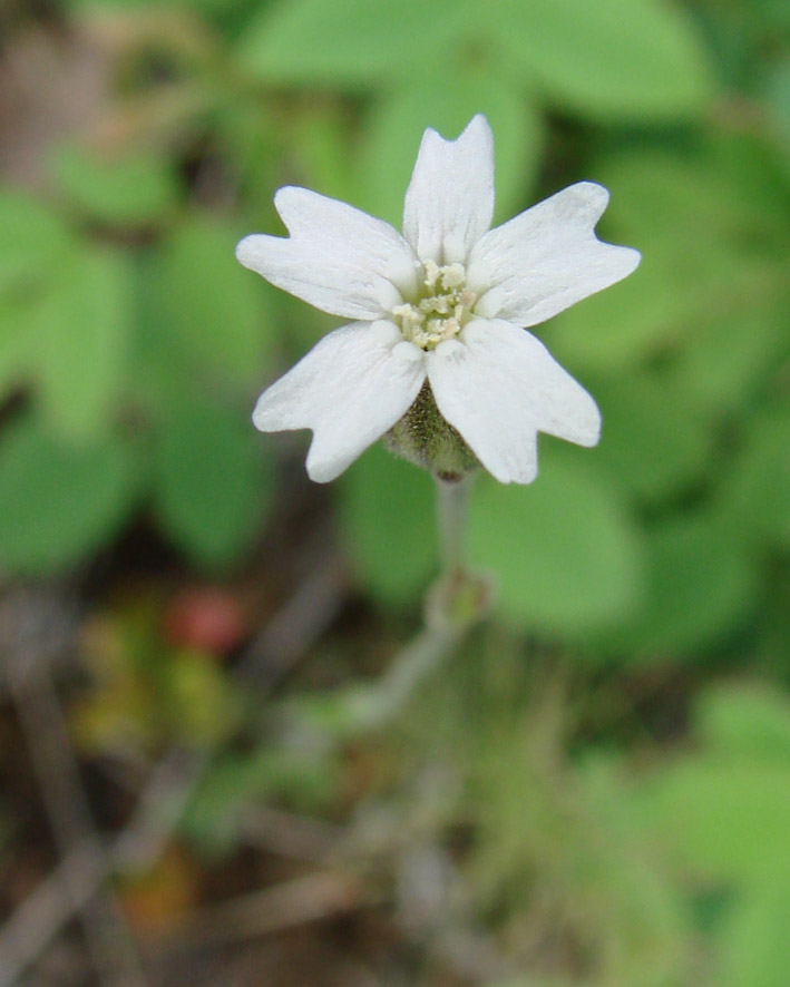 Изображение особи Gastrolychnis pauciflora.