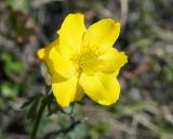 Trollius sibiricus