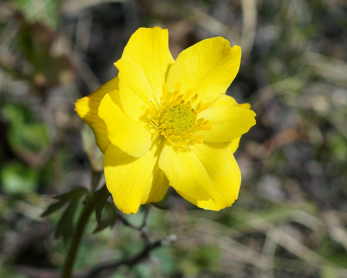 Изображение особи Trollius sibiricus.