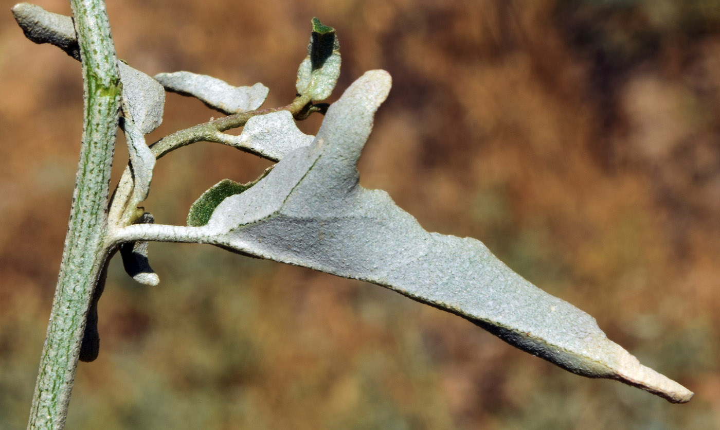 Image of Atriplex aucheri specimen.