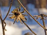 Crepis sibirica. Остатки соплодия. Башкортостан, Белорецкий р-н, склон хребта Инзерские Зубчатки, опушка смешанного леса. 31 декабря 2017 г.