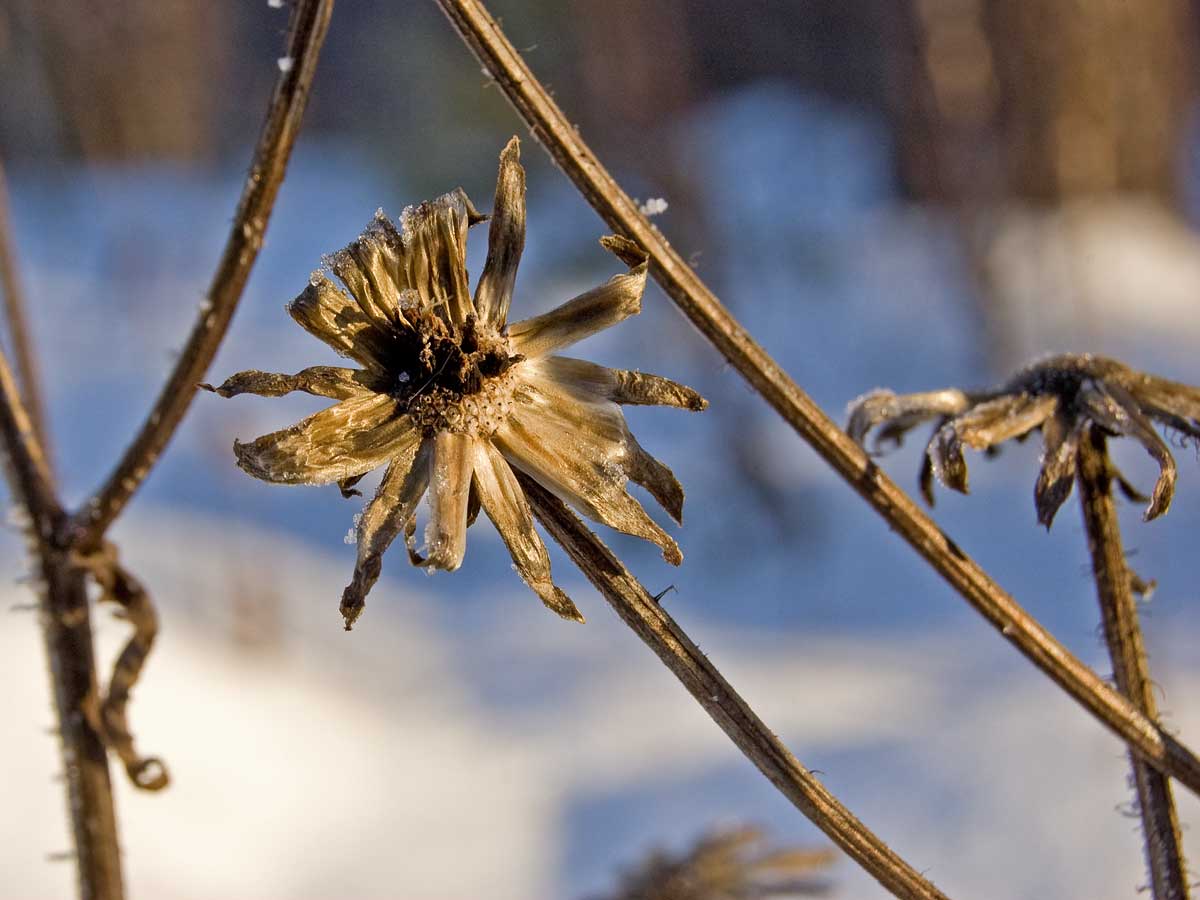 Image of Crepis sibirica specimen.