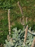 Stachys byzantina