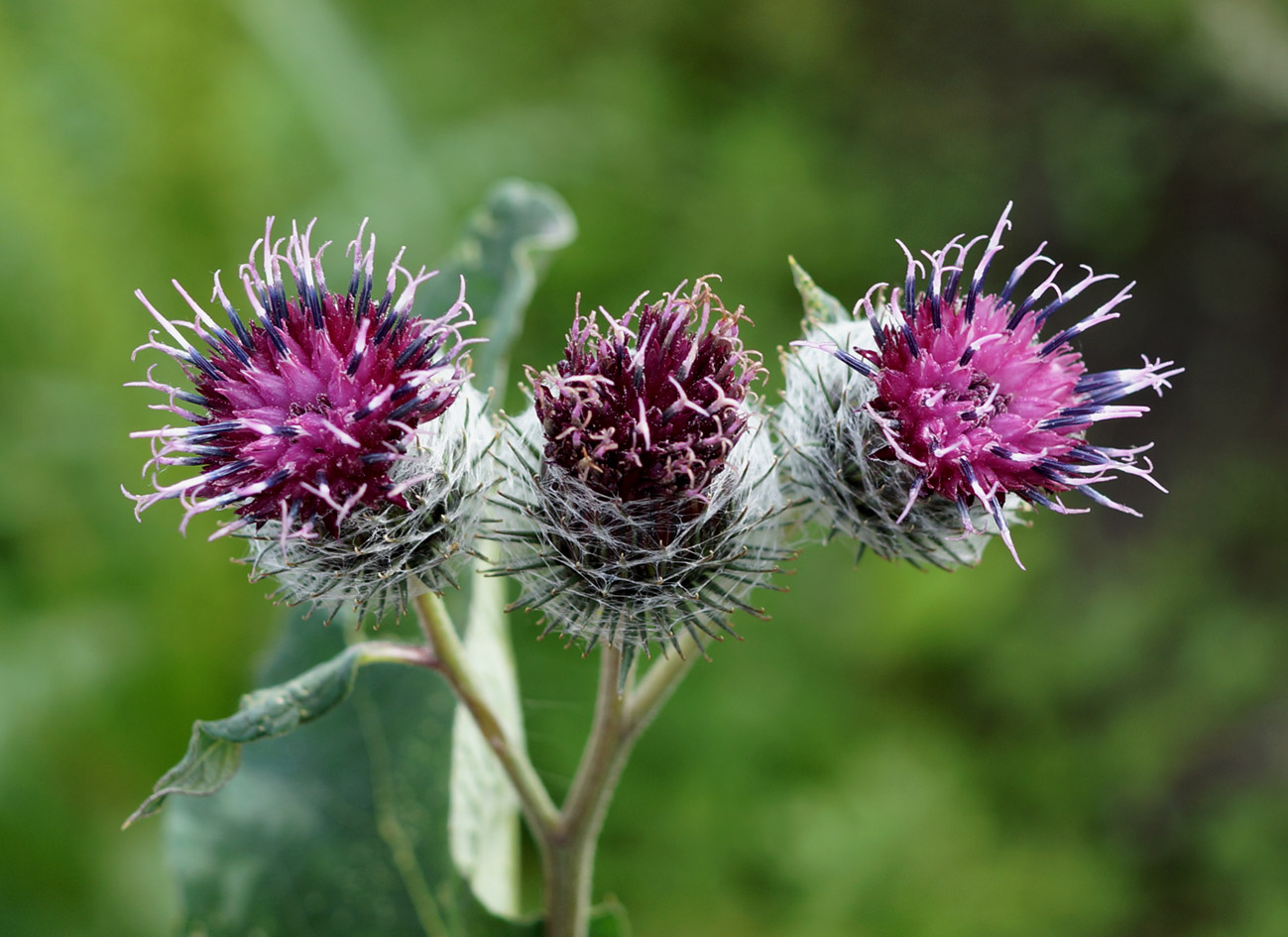 Изображение особи Arctium tomentosum.