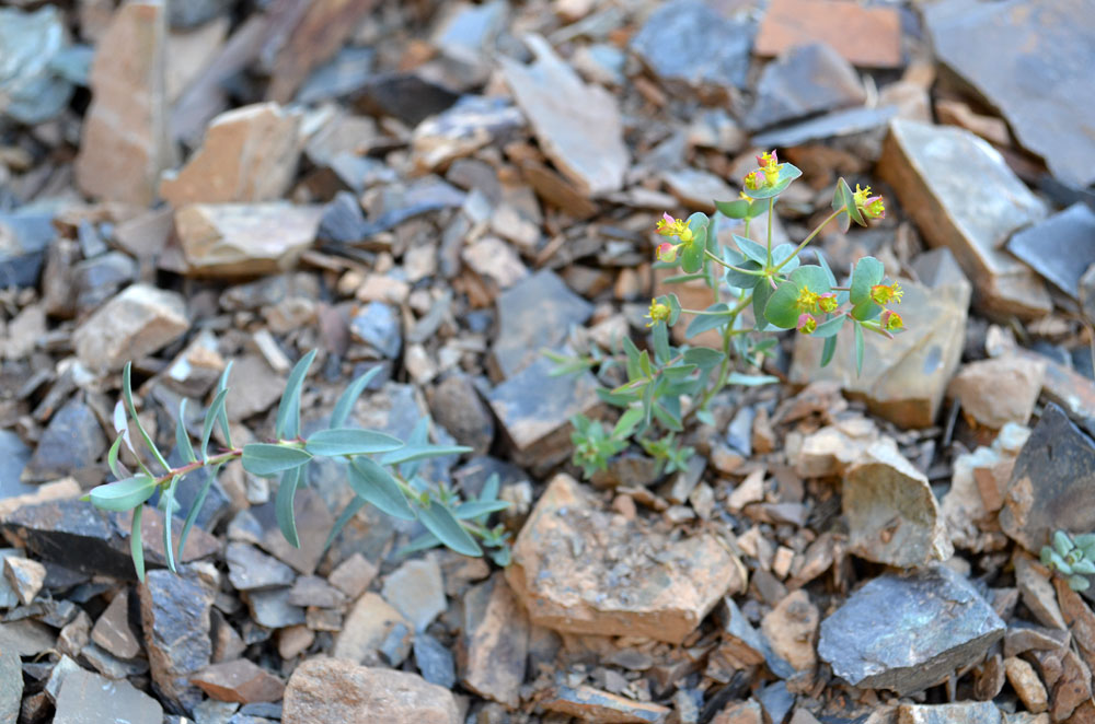 Image of Euphorbia talassica specimen.