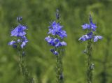 Veronica teucrium. Соцветия. Пермский край, г. Пермь, Кировский р-н, сырой пойменный луг. 15.07.2017.