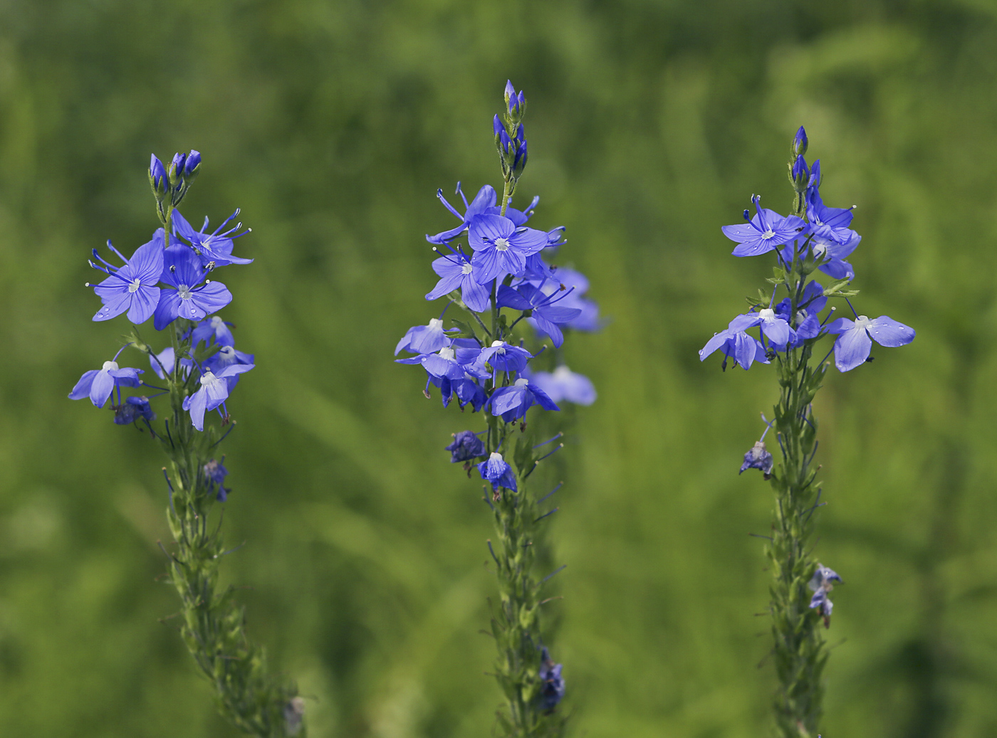 Изображение особи Veronica teucrium.