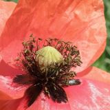 Papaver rhoeas