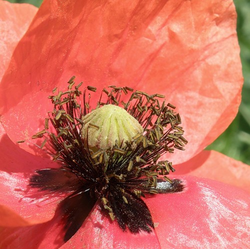 Image of Papaver rhoeas specimen.