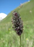 Phleum alpinum