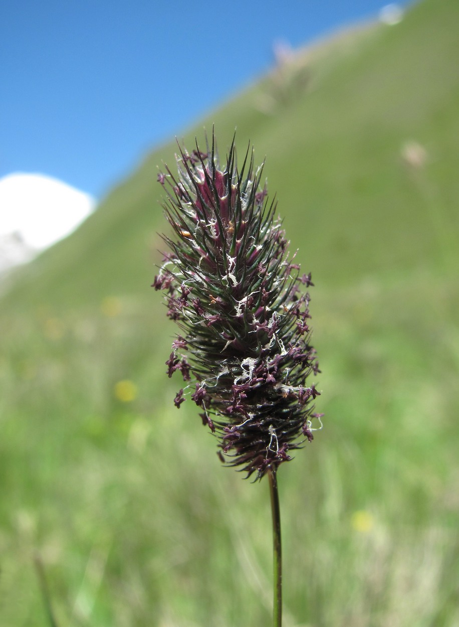 Image of Phleum alpinum specimen.
