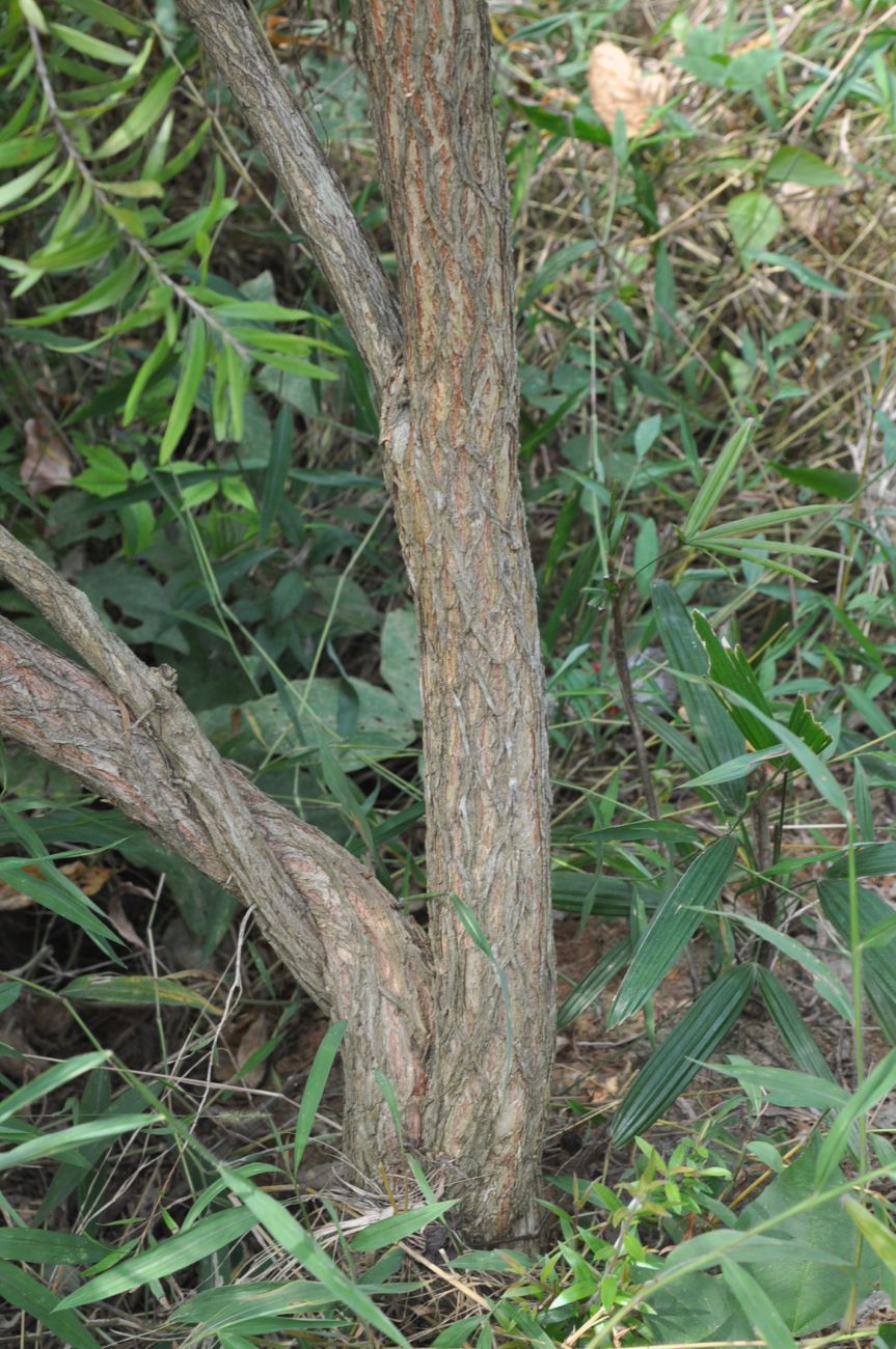 Image of genus Callistemon specimen.