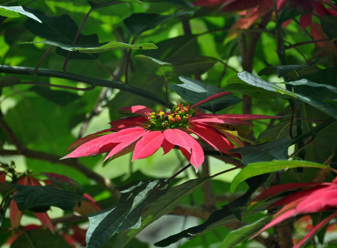 Изображение особи Euphorbia pulcherrima.
