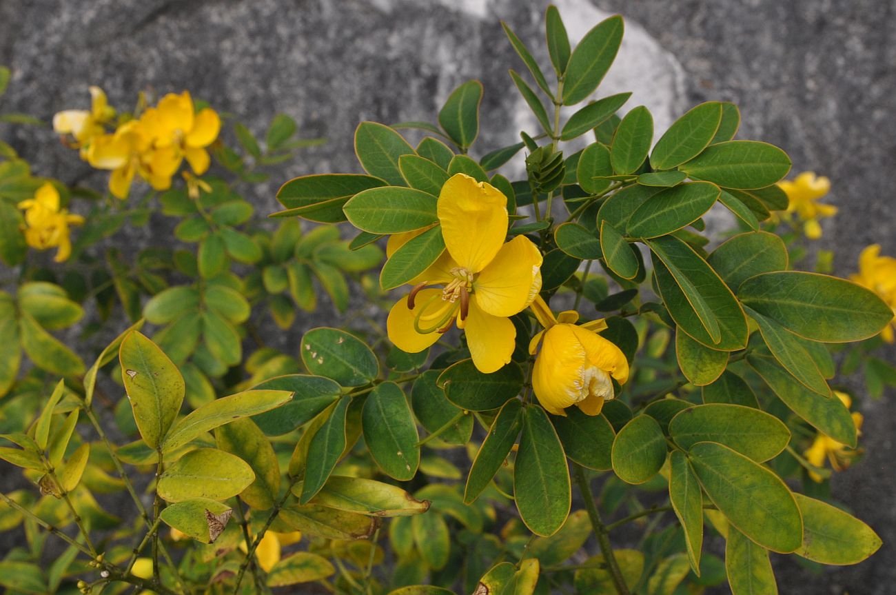 Image of genus Senna specimen.