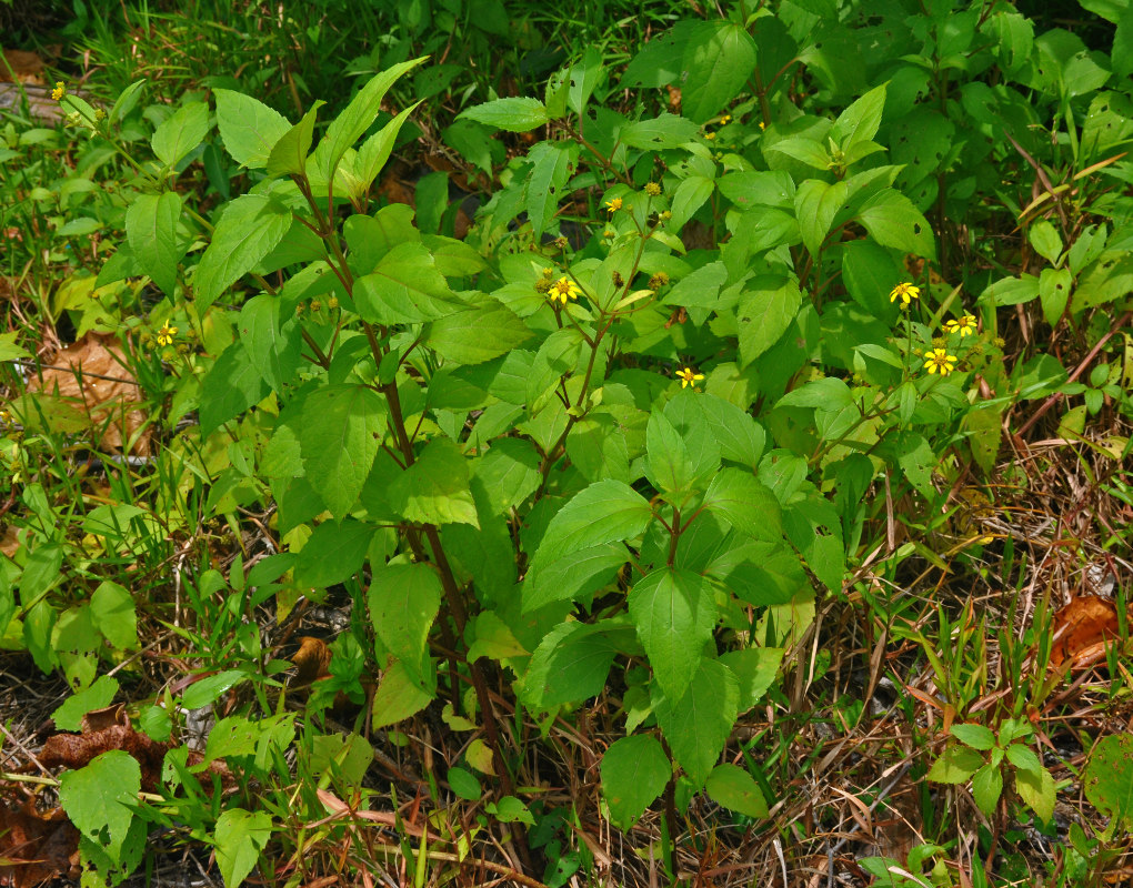 Image of Melanthera biflora specimen.