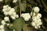 Symphoricarpos albus var. laevigatus