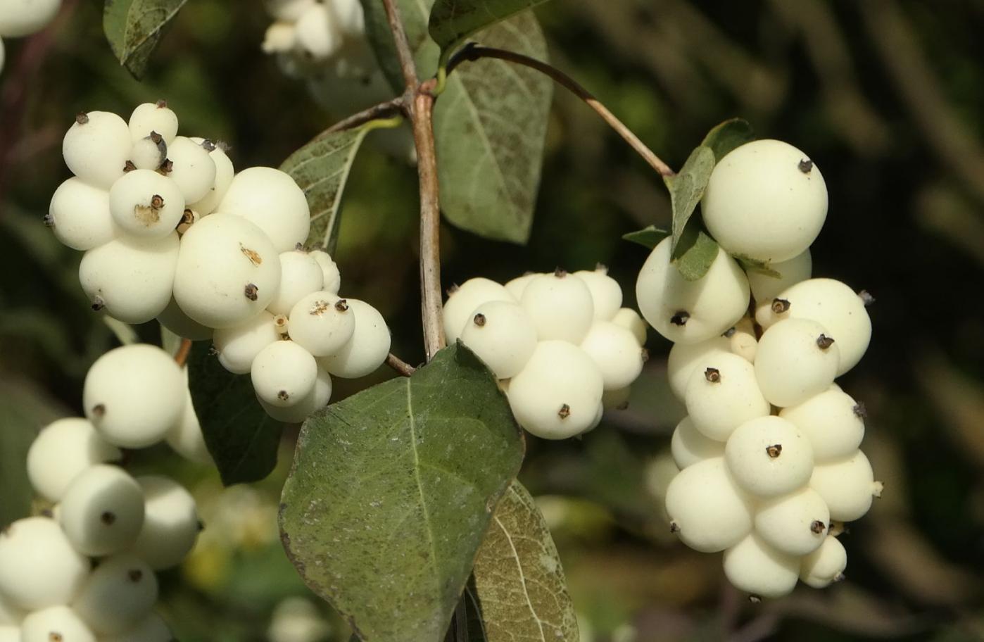 Image of Symphoricarpos albus var. laevigatus specimen.