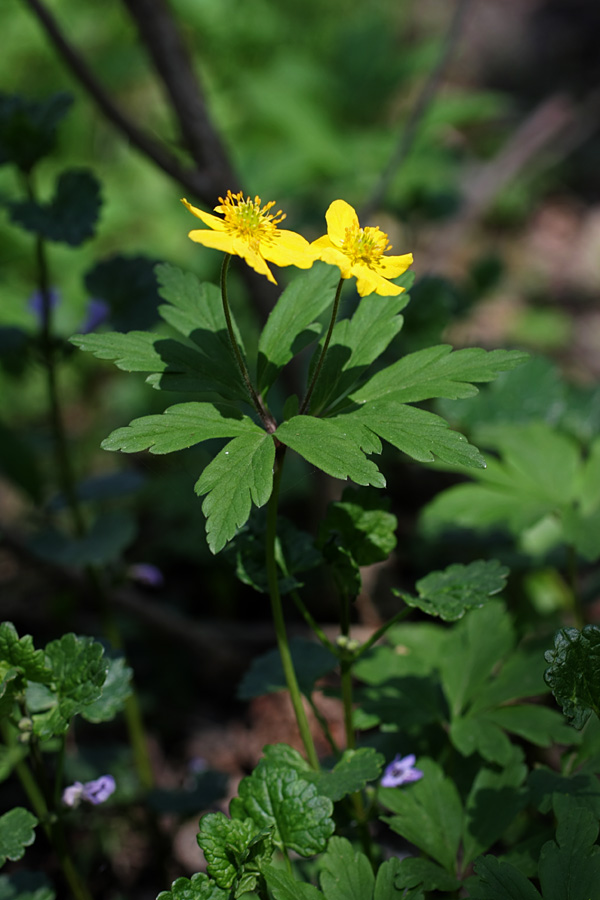 Image of Anemone ranunculoides specimen.