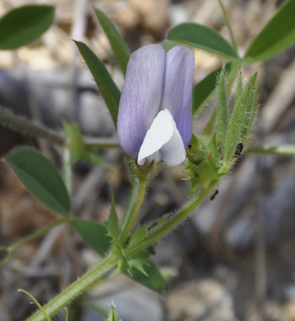 Изображение особи Vicia bithynica.