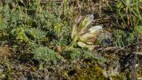 Astragalus resupinatus