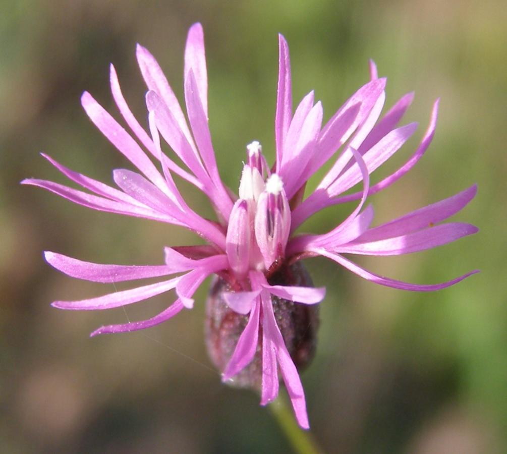 Изображение особи Crupina vulgaris.