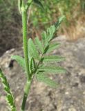 Turgenia latifolia. Часть побега. Дагестан, окр. г. Избербаш, склон горы. 13.05.2018.