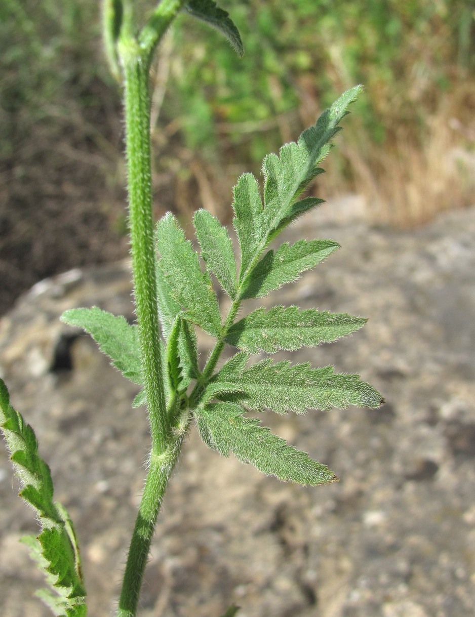 Image of Turgenia latifolia specimen.