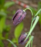 Fritillaria meleagris. Верхушки цветущих побегов. Пермский край, г. Пермь, Свердловский р-н, в городском озеленении. 29 мая 2018 г.