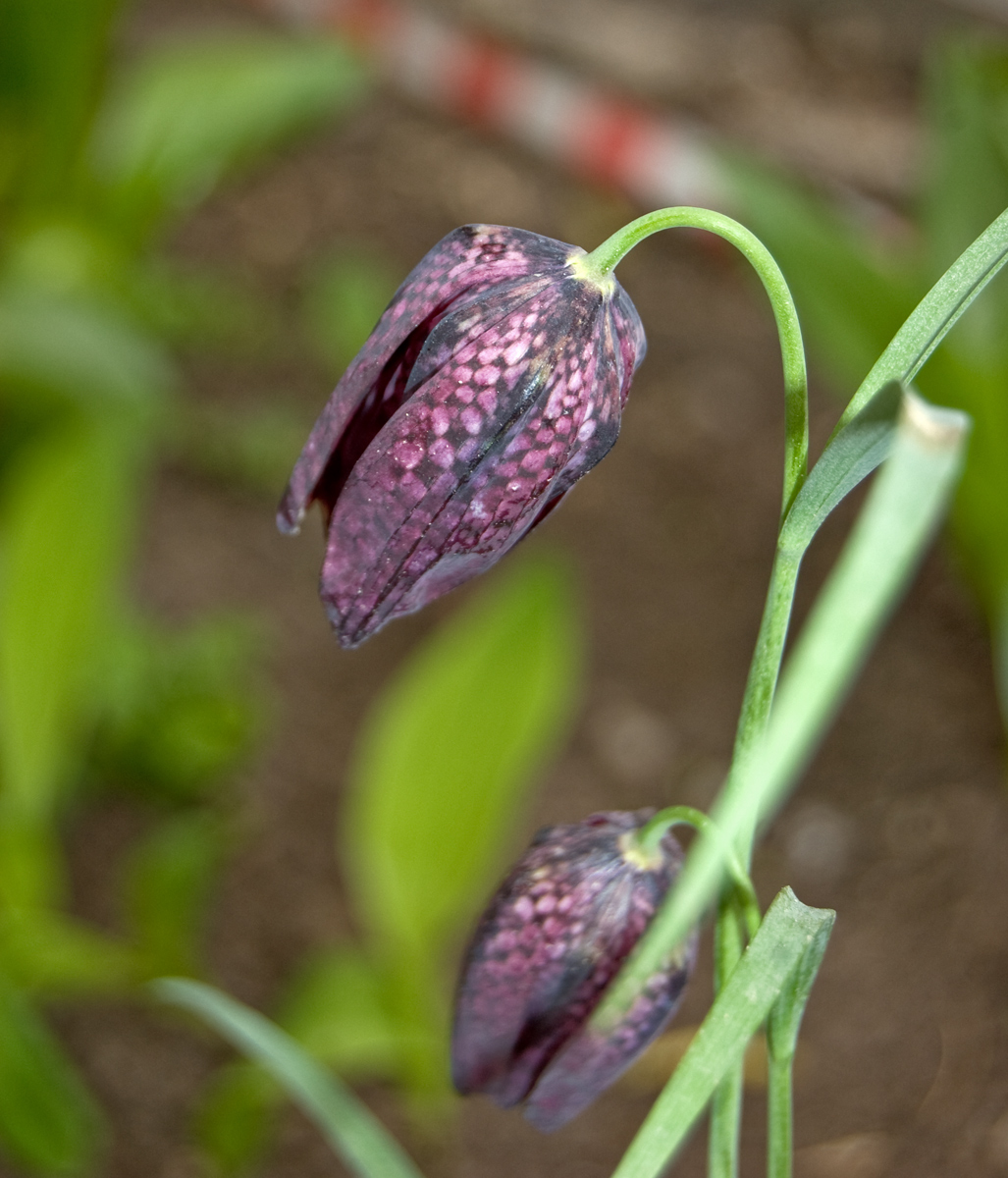 Изображение особи Fritillaria meleagris.