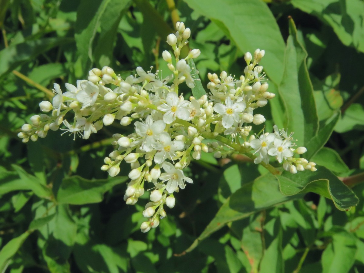 Изображение особи Aconogonon bucharicum.