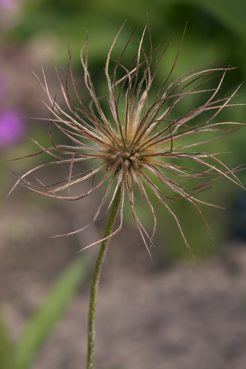 Изображение особи Pulsatilla tatewakii.