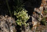 Scutellaria immaculata