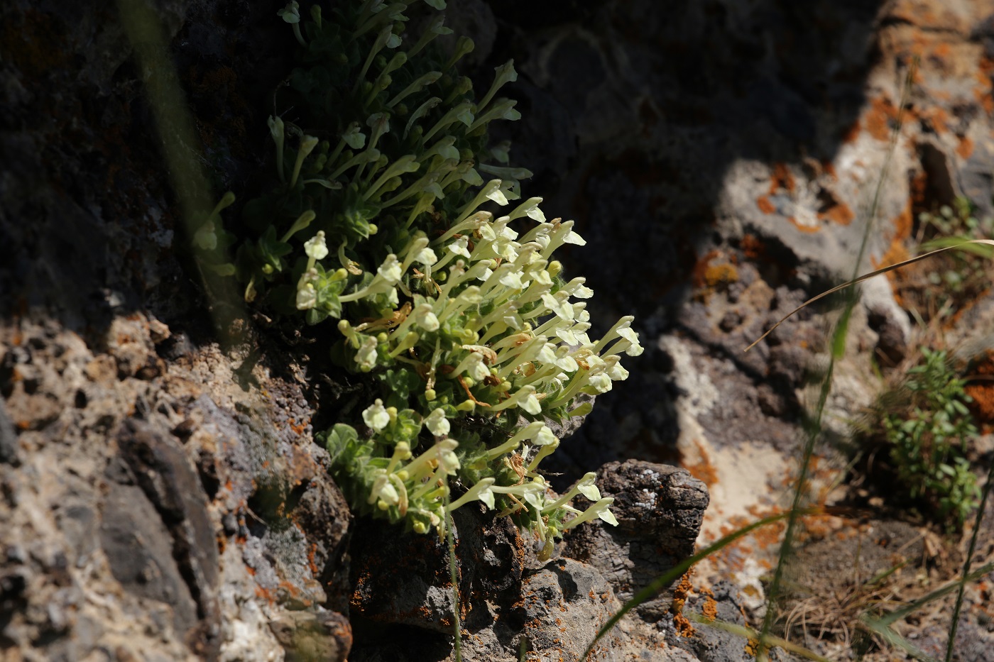 Image of Scutellaria immaculata specimen.