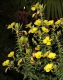 genus Oenothera