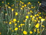 Anthemis tinctoria