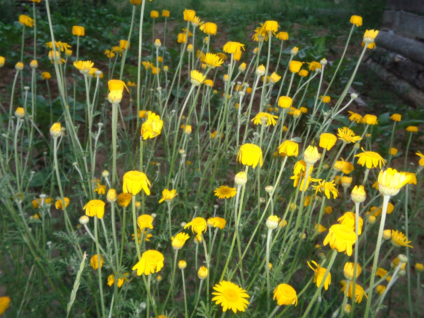 Image of Anthemis tinctoria specimen.