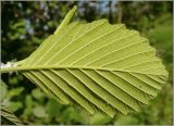 Alnus incana