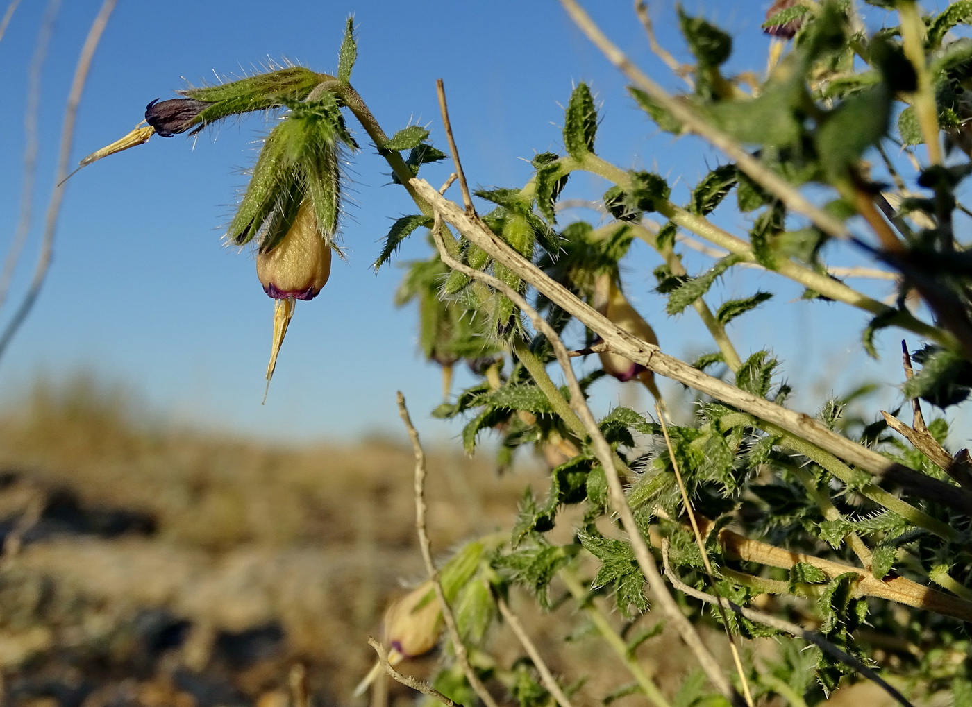 Image of Onosma staminea specimen.