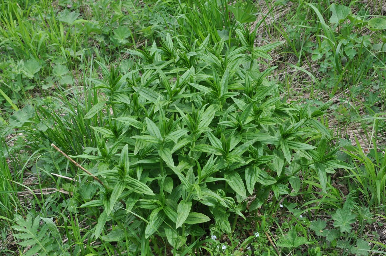 Изображение особи Saponaria officinalis.