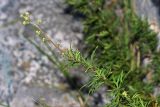 Aconitum sichotense. Верхняя часть растения с бутонами. Приморский край, Кавалеровский р-н, окр. пгт Кавалерово, памятник природы \"Скала Дерсу-Узала\", в трещине известняковой скалы. 03.08.2018.