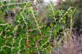 Ziziphus spina-christi