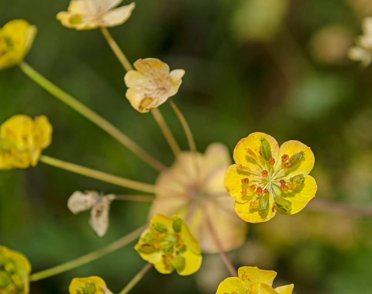 Изображение особи Bupleurum longifolium ssp. aureum.