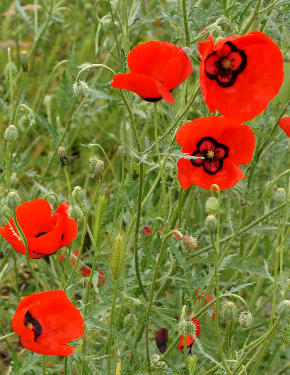 Изображение особи Papaver pavoninum.